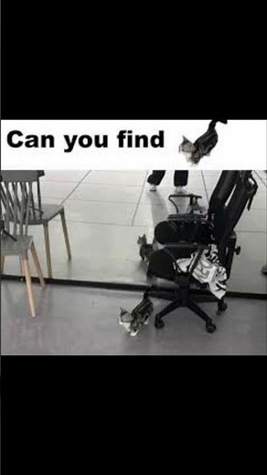 can you find miror cat #giveaway #army #ukraine