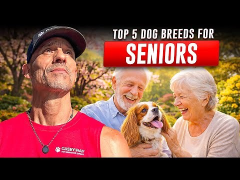 Top 5 Dog Breeds For Seniors