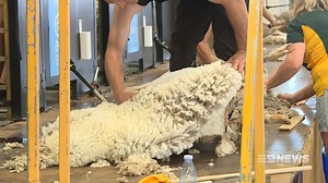 It's a test of endurance and strength, and tonight, some of the world's finest shearers are getting ready to claim bragging rights. Dubbo hosting the National Shearing Championships, competitors looking to clip their competition to claim a title. #9News | https://9News.com.au | 9 News Central West