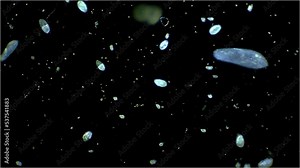 Micro organisms - paramecium, ciliates, magnification 10x Stock Video