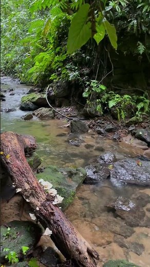 Inside the Most Biodiverse National Park on Earth - Corcovado National Park - Costa Rica