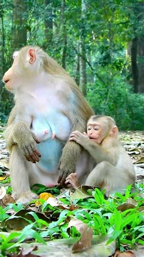 Cute Lynx takes it easy asking for some milk again very funny and brave.