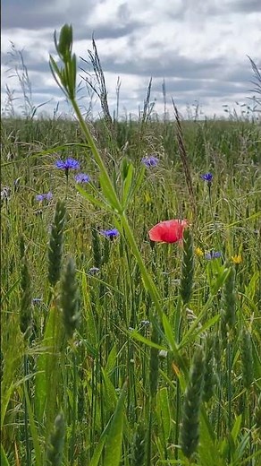 Fields #nature #summer #fields #poppies #meadow #flowers #calm #shorts