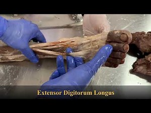 Dissection Fast Revision of Lower Limb Part 3