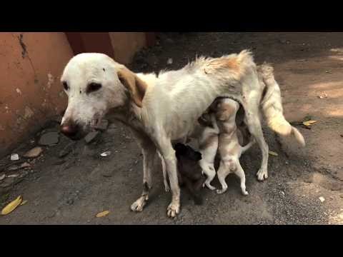 Starved Mother Dog Is Just Bones. Had Nothing To Feed Her Pups, She Puked What Had Eaten For Them...