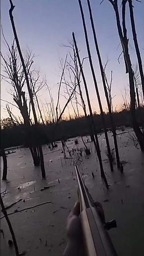 Hunting Wood Ducks In The Swamp! Check out the full video on my channel. #duckhunting #woodduck