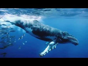 "Amazing Moment" Blue Whale jumps out from the water #whale #gaintfish #animals #ocean