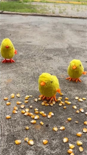 My little chicks 🐥🌽😻 #humor #comedy