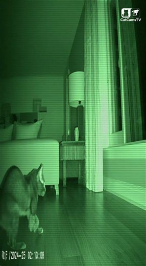 Cat Scares Intruder by Hitting Bottle with Head | Night Vision CCTV Alert 🐾🚨 #Shorts