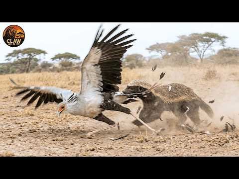 The Wild Kingdom: When Predator Becomes Prey | African Wildlife Documentary