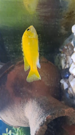 yellow lab cichlid grazing on algae