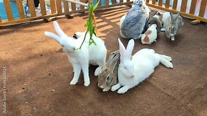Rabbits are mammals of the Leporidae family, which can be found in many parts of the world. Rabbits reproduce by giving birth, called viviparous, animals that live in Africa to mainland Europe.