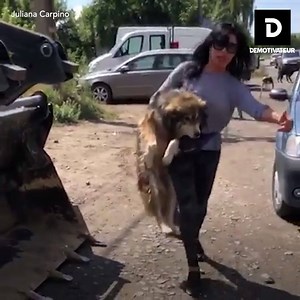 957K views · 20K reactions | Cette femme décide d'adopter deux chiens errants pendant un de ses voyages ❤️ | Demotivateur | Facebook