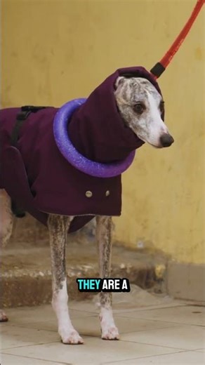 The Whippet A Small Scale Greyhound! 💨 #Whippet #SmallGreyhound #SpeedDog