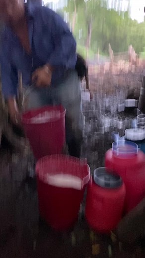 How to Milk a Cow: Step-by-Step Guide