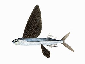 Flying fish become gliders taking to the air to escape predators