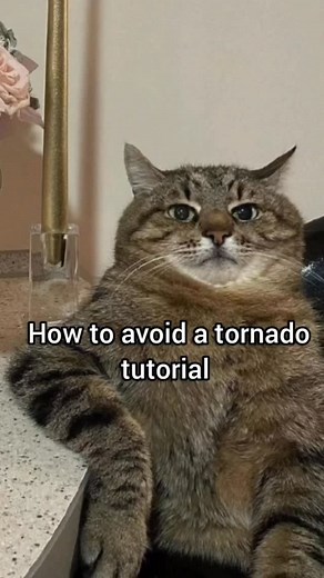 How to avoid a tornado tutorial #cat #fyp #memes #funny #georgieebom | Divine George