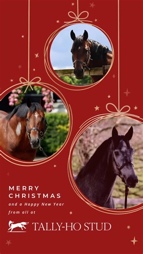 Tally Ho Stud on Instagram: "Merry Christmas and a Happy New Year from all at Tally Ho!🎄✨ #TallyHoStud #MerryChristmas"