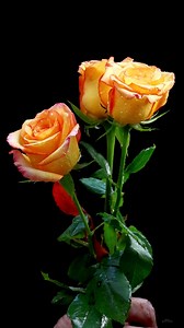 58K views · 8.3K reactions | Beautiful Roses | Roses | Facebook