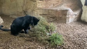🐆It’s Caturday and Bagheera got someone else’s browse to play with🍃 As you can see she had an amazing time, after 5 mins of filming we left her too it (this film isn’t 5 mins so don’t panic). She was more interested in the browse than her dinner which was hidden underneath! #blackleopard #cat #bigcat #catenrichment #scentsandsmells #leopard #bagheera #playtime #exmoorzoo #exmoor #northdevon #devon #openallyearround #supportlocal | Exmoor Zoo