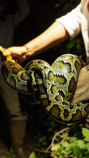 Iguana and Python management is a tedious, difficult and necessary management tool for sustaining Florida’s ecological system. These reptiles don’t belong in our ecosystem and @pythoncowboy has made it his personal mission to remove as much of this invasive species as possible. Stay tuned for an epic look at how he got that nickname. 🎥: @slotsmedia | The Origins Foundation