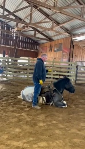 johnnycookhorses (@johnnycookhorses)’s videos with Love Grows (Where My Rosemary Goes) - Edison Lighthouse