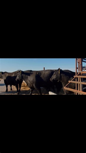 Videos on this year’s bulls will be out in a couple weeks. In the meantime here is another quick look of what makes up our program. Mark your calendars 03.28.26 📸 Michael Saldivar | Harris Angus