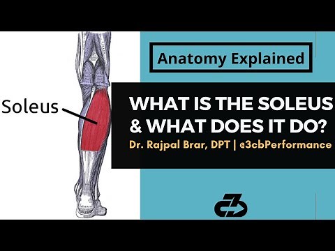 What Is The Soleus Muscle & What Does It Do? | Anatomy Explained