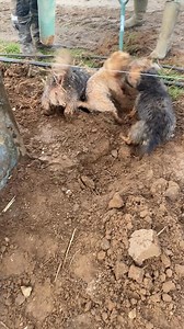 489K views · 13K reactions | ️We're gonna make a montage!️ And that's what we've done! 90 seconds of rat shaking made up of several clips from recent visits to an outdoor pig farm. We're gonna mak.... it's stuck in our heads now! | Suffolk and Norfolk rat pack | Facebook