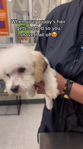 Maltipoo Hair Care: Brushing and Grooming Tips for Your Pup