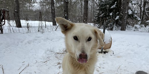 Otter River Sled Dogs have retired dogs up for adoption