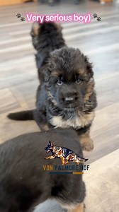 Blue boy is turning into a gorgeous German Shepherd male #puppy #gsdpuppy #germanshepherd #breederlife #puppies | Von Palmore Hof