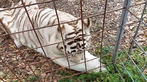 10K views · 1.4K reactions | Zabu Enjoying a Cicle Part 2 - Many of you have been asking how Zabu is doing. She is doing great. Keepers are making sure she is getting plenty of enrichment. Keepers put a cicle under her platform, she found it and brought it over to show it to Keeper Marie before she lay down to enjoy her yummy treat. Video by Keeper Marie Schoubert | Big Cat Rescue | Facebook