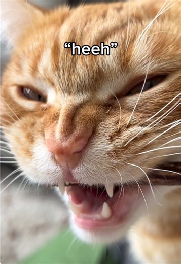 Orange Cat Symphony: A Delightful Cat Audio Experience