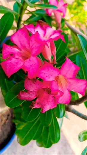 Adeniums Plant's Flowers.😊🌷🌿💝