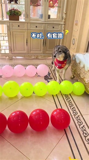 狗子們挑戰氣球迷宮！沒想到竟然是哈士奇獲得勝利！ #萬物可愛計劃