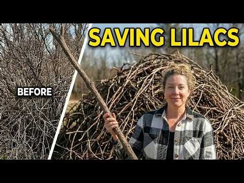 Massive Vine Removal from Lilac Bushes | Look at the size of these things! 😱