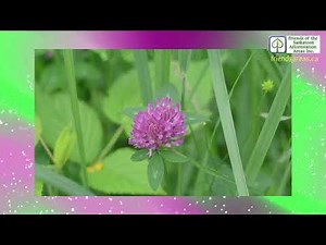 Prairie Power: How Grasslands Help Our World