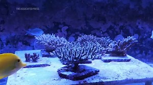 Coral spawning project hopes to save reefs from climate change