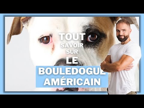 Race de chien Bouledogue Américain : caractère, dressage, comportement, santé de ce chien de race...