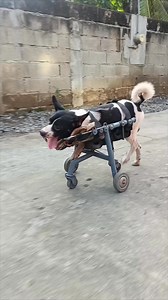 855K views · 72K reactions | Guys, we need more volunteers to watch...