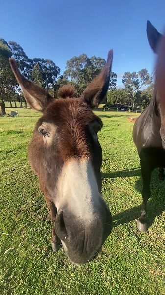 Some lateral movements ft. David the donkey 🤠 #libertyhorsemanship #clickertraining #positivereinforcement #ridingpony #fyp #explore