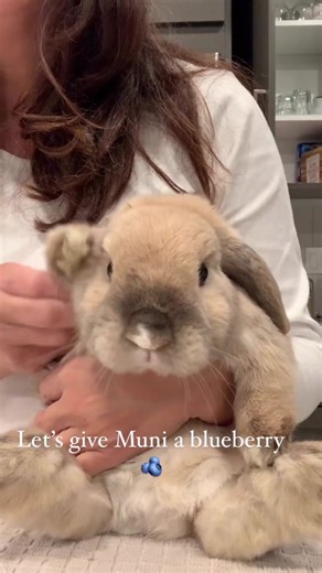 Adorable Baby Bunny Eating Blueberries