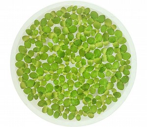 Giant Duckweed, Spirodela Polyrhiza, Live Aquarium/aquatic/floating/pond Plant - Etsy