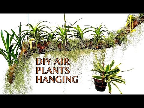 DIY Making a Stunning Airplants Hanging Display | Spanish Moss | Bromeliads | Tillandsia #plants