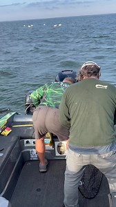 Coot finds fish. | Coots Lures | Facebook