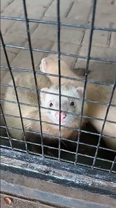 BREEDING FERRET