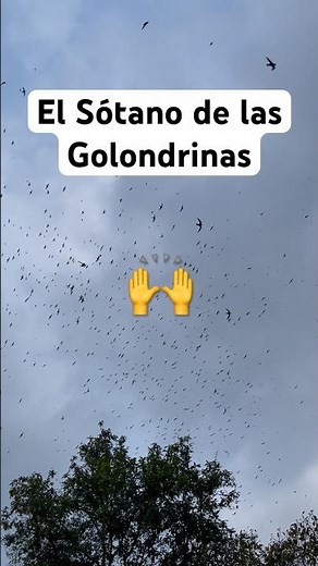 The Cave of Swallows in San Luis Potosí is a marvel! #birds #swallows #mexico #foryou