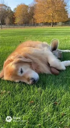 Sleeping Dog Launches Squirrel Mid-Air with Epic Paw Swat! #dogvssquirrel #funny