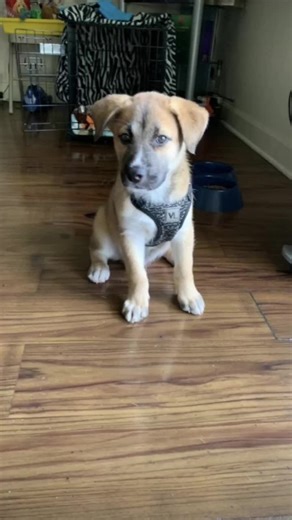 Max (@ww.max1)’s videos with Christmas Jazz Jingle Bells - Dmitry Khlynin